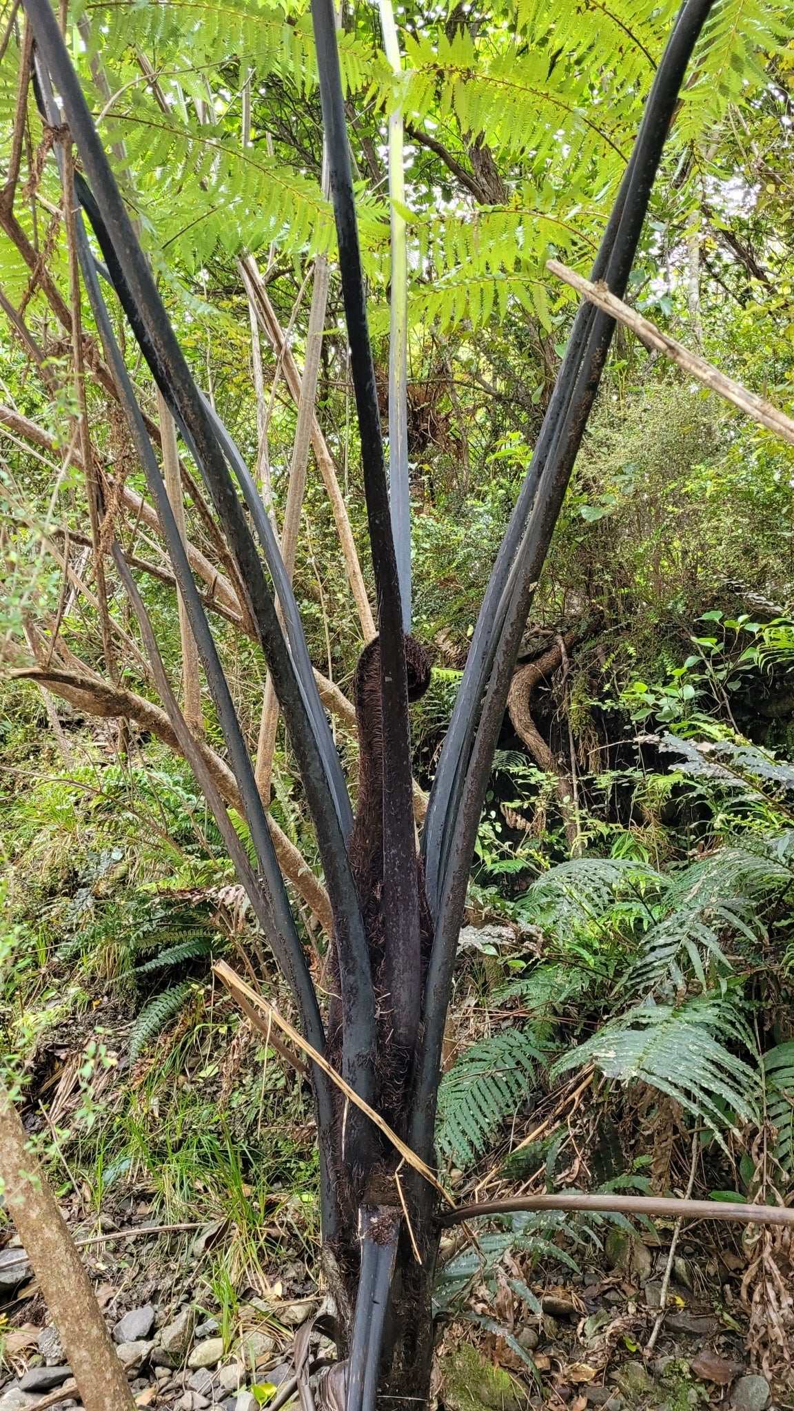 Cyathea medullaris | Svart trädormbunke