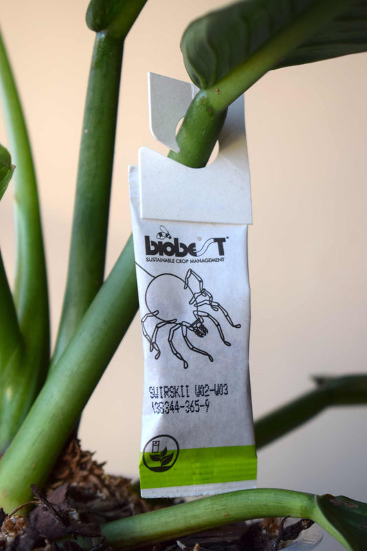 swirskii_rovkvalster