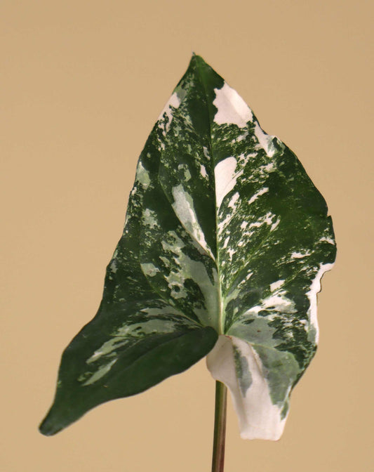 Syngonium albo variegata