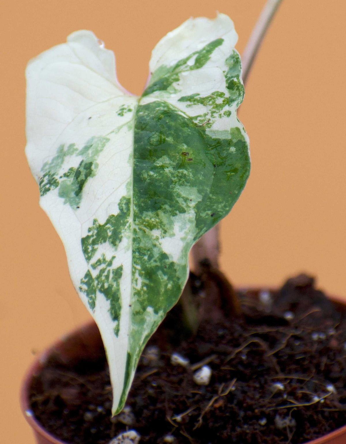 Syngonium albo variegata