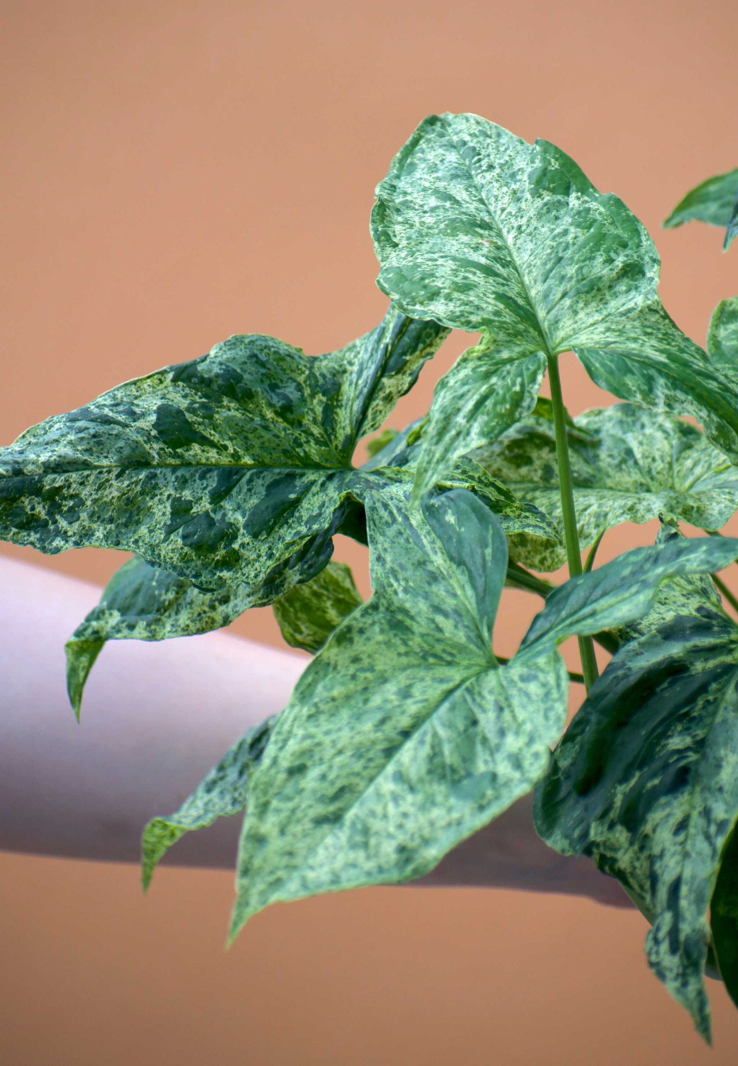 Syngonium podophyllum 'Mottled'