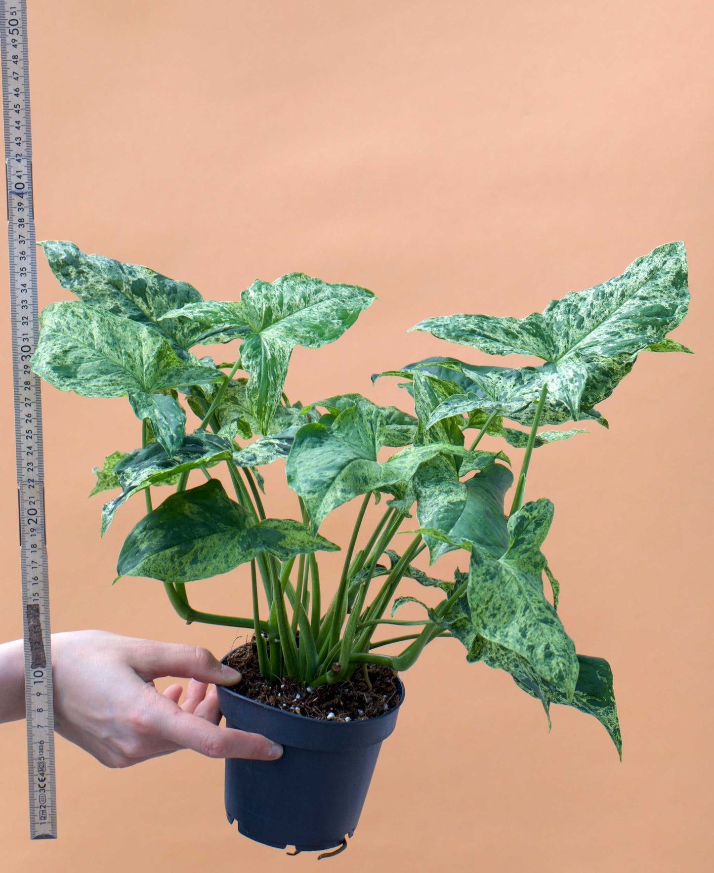 Syngonium podophyllum 'Mottled'