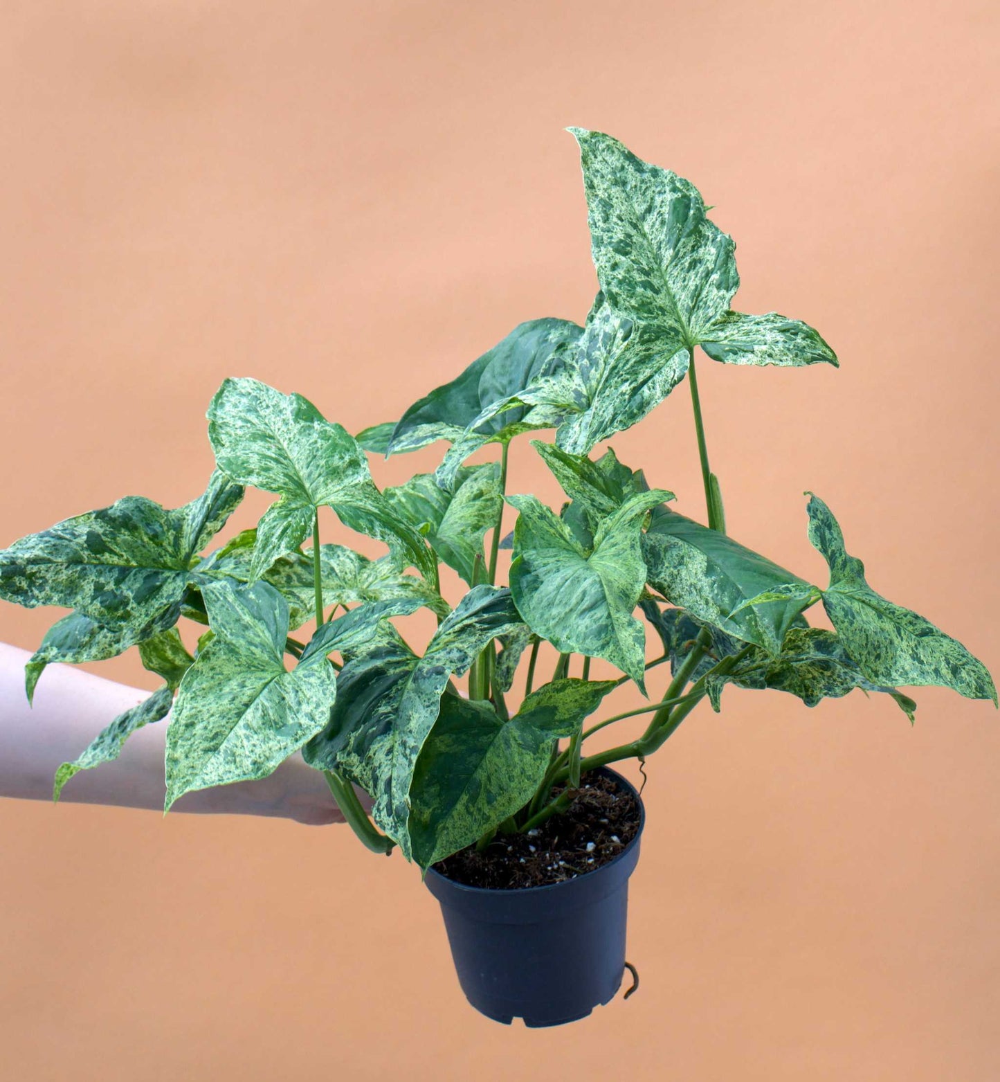Syngonium podophyllum 'Mottled'