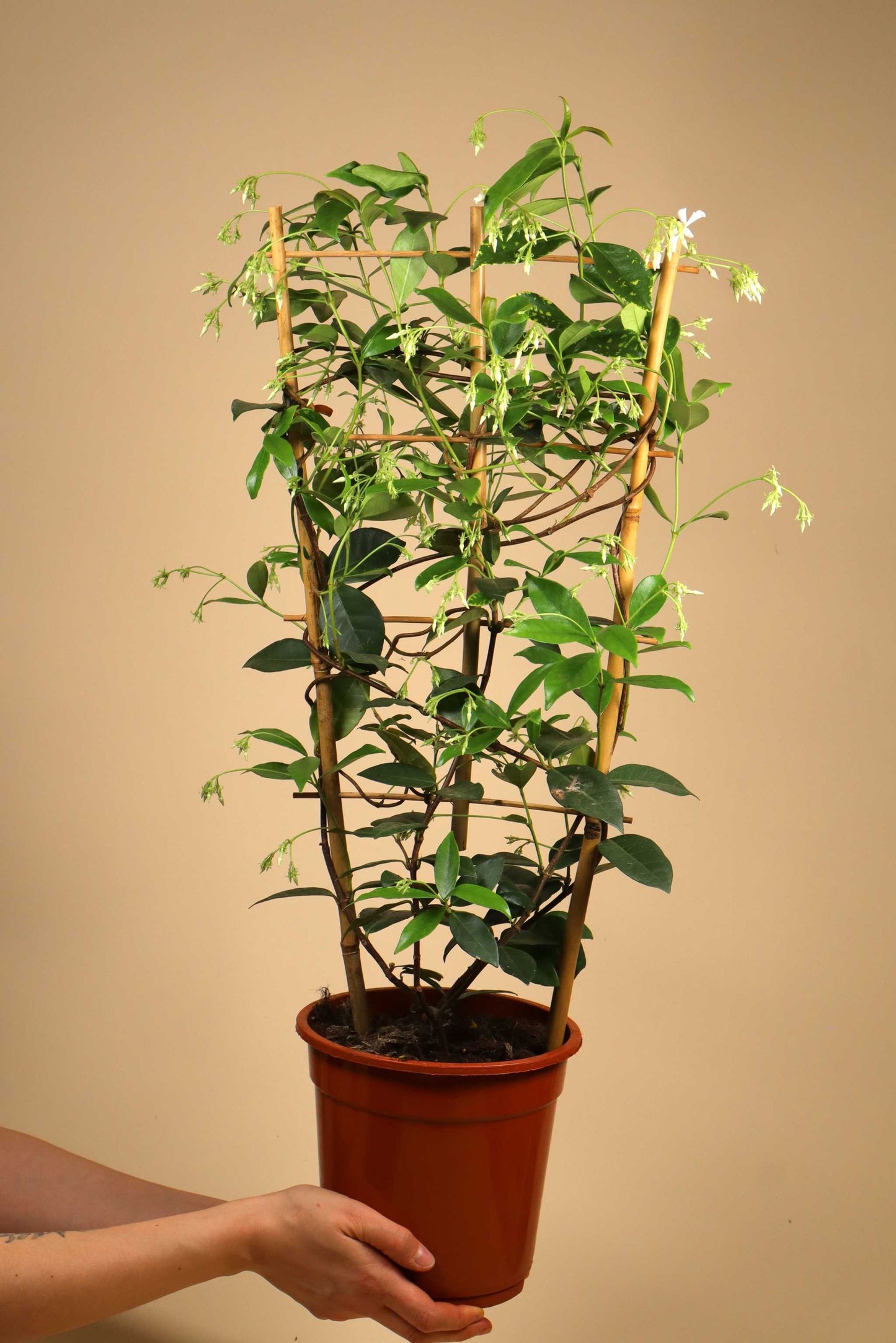 Stjärnjasmin 'Trachelospermum jasminoides'