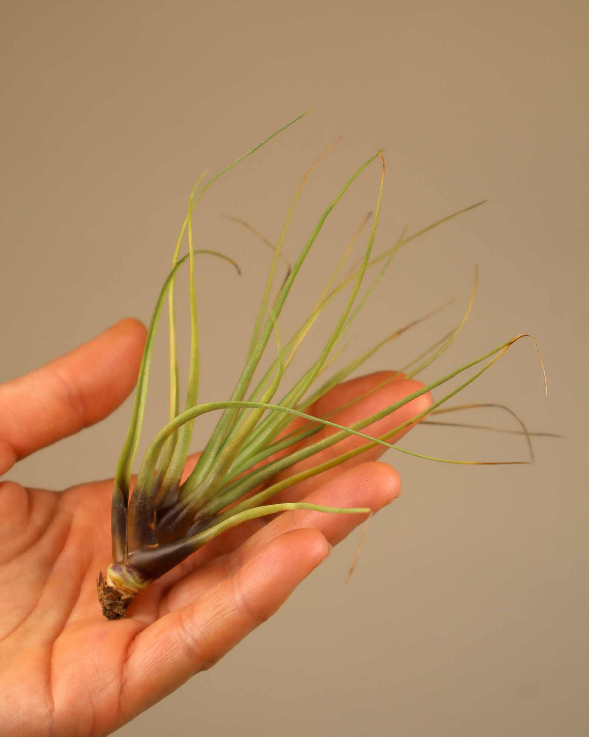 Tillandsia tricolor var. melanocrater