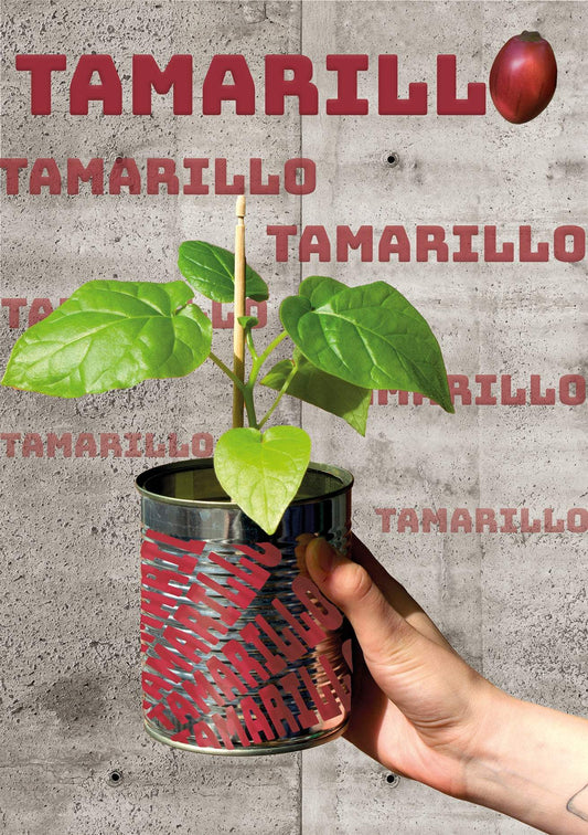 Tamarillo 'Solanum betaceum' edible