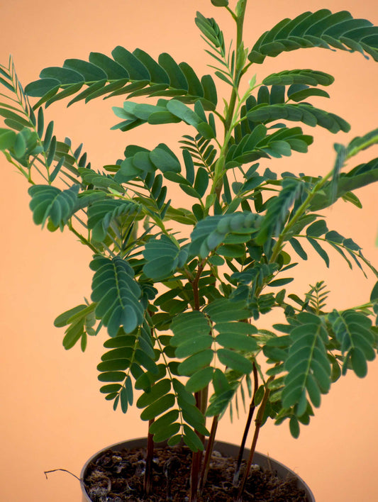 Tamarind tree (Tamarindus indica)