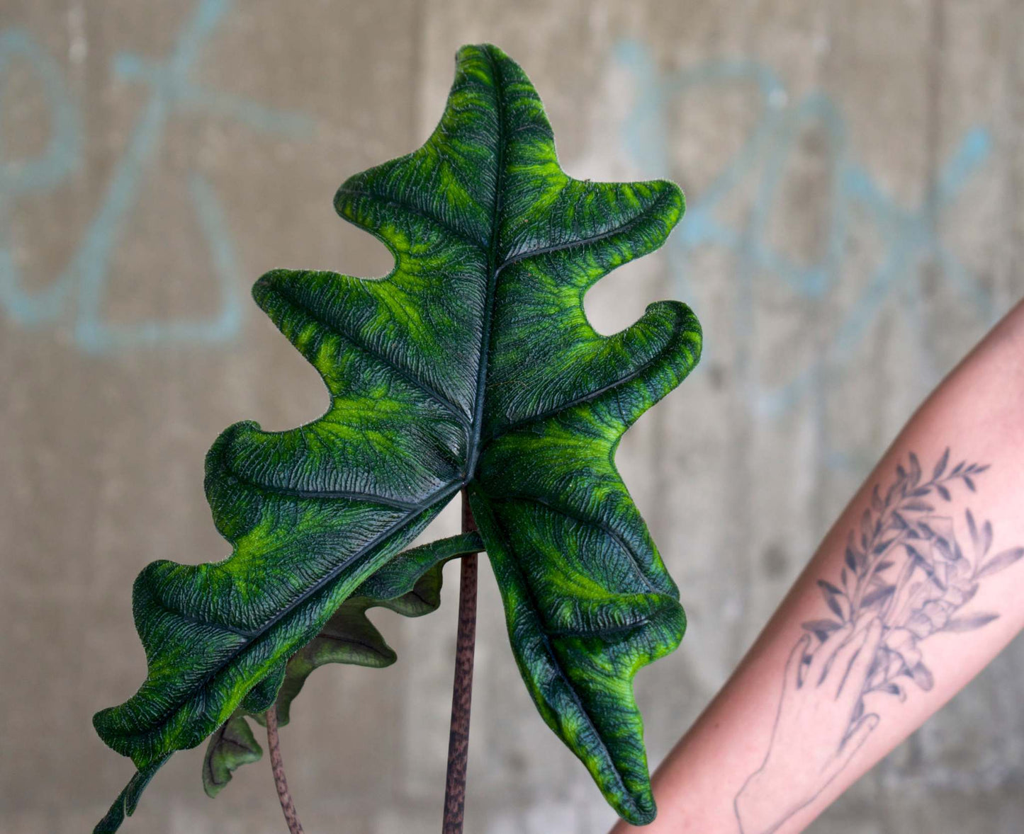 Alocasia tandurusa