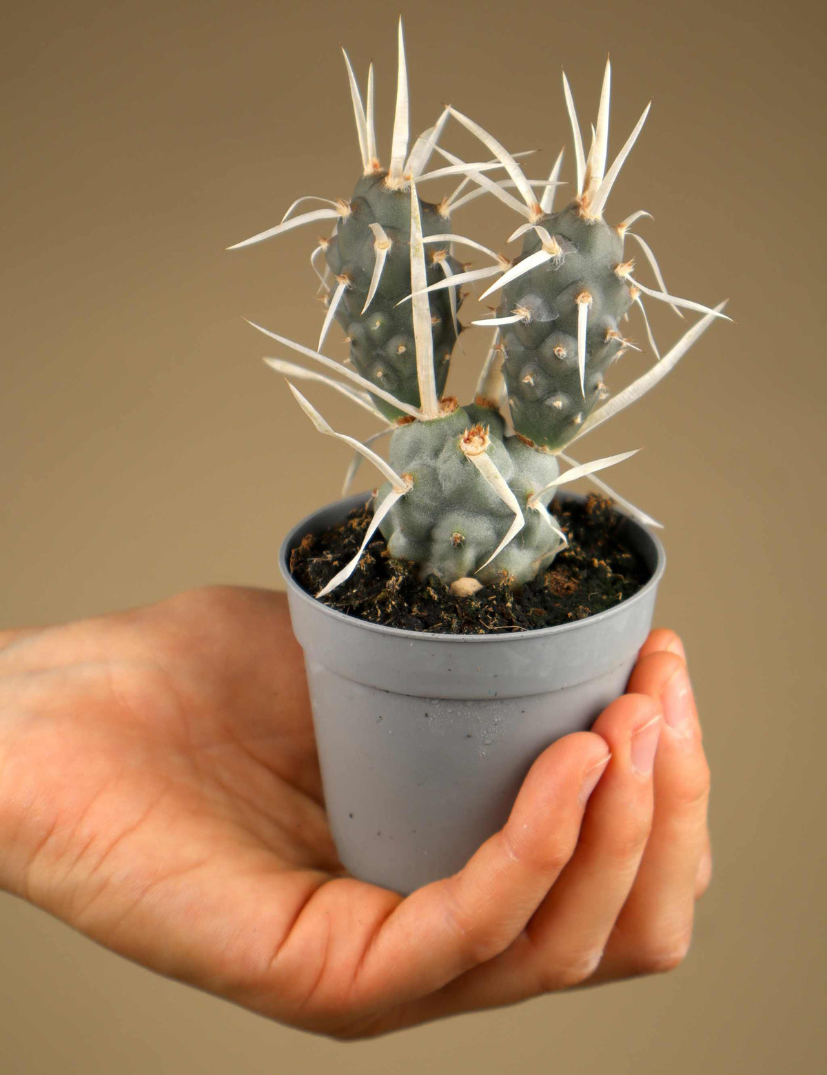 Tephrocactus articulatus