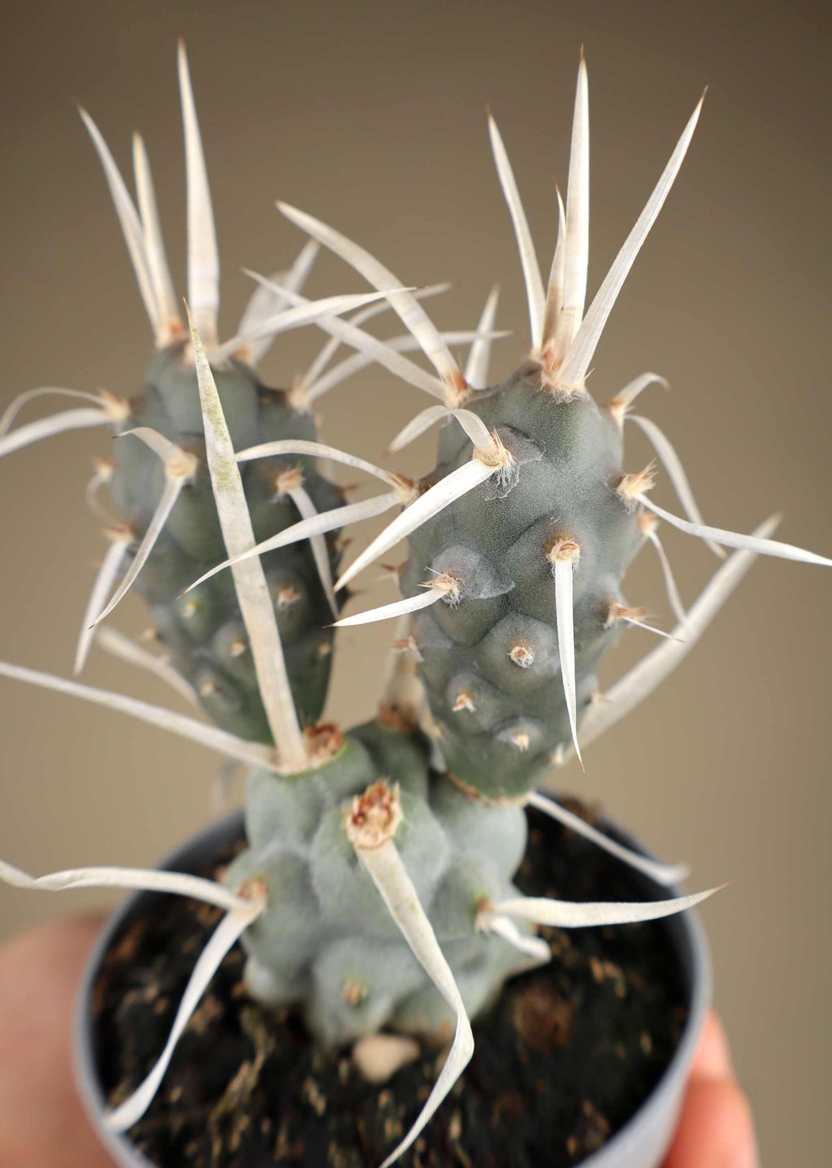 Tephrocactus articulatus