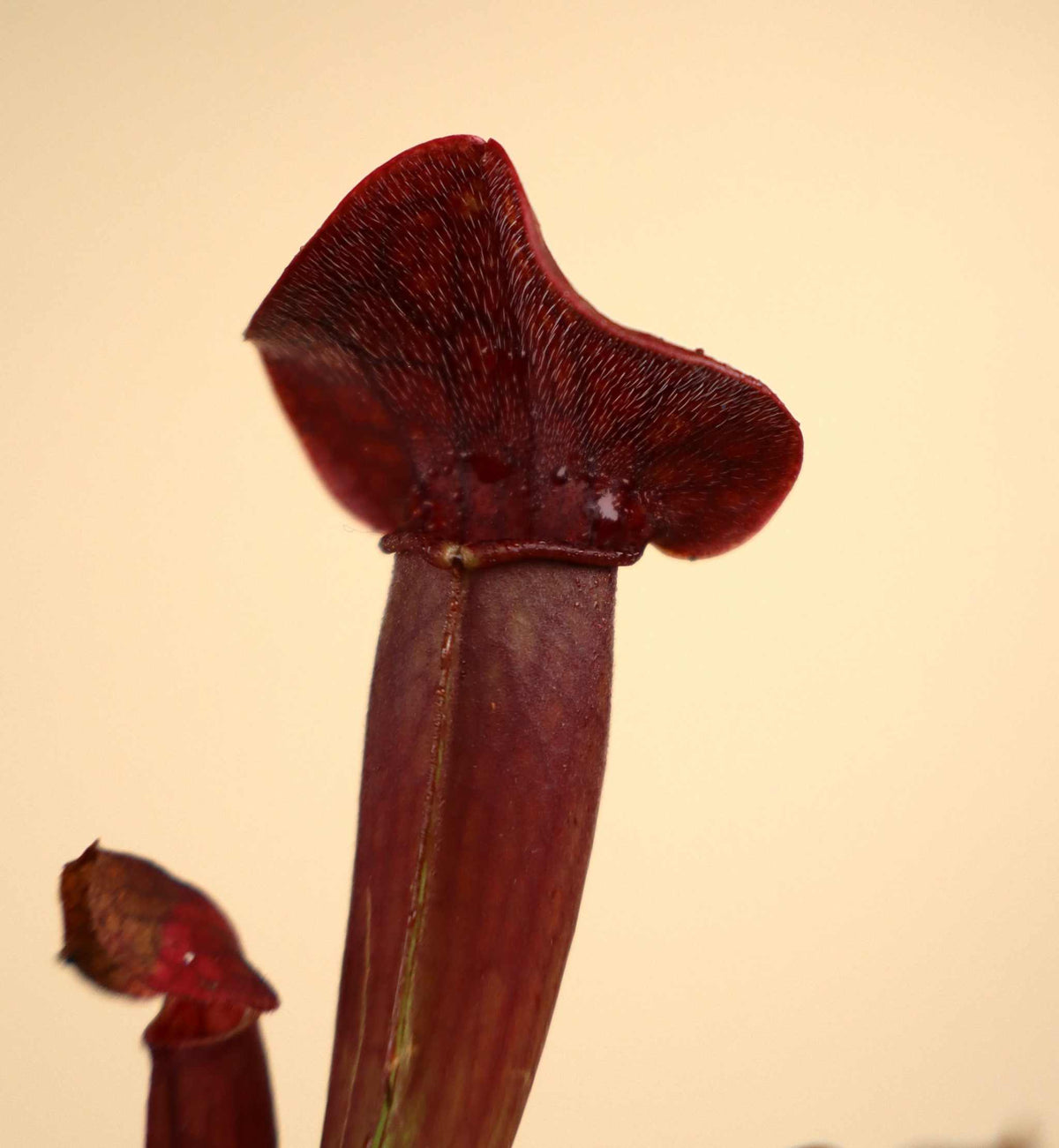 Sarracenia x 'Tess'