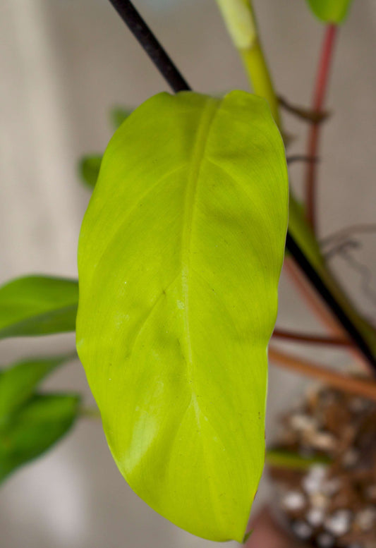 Philodendron Thai Sunrise