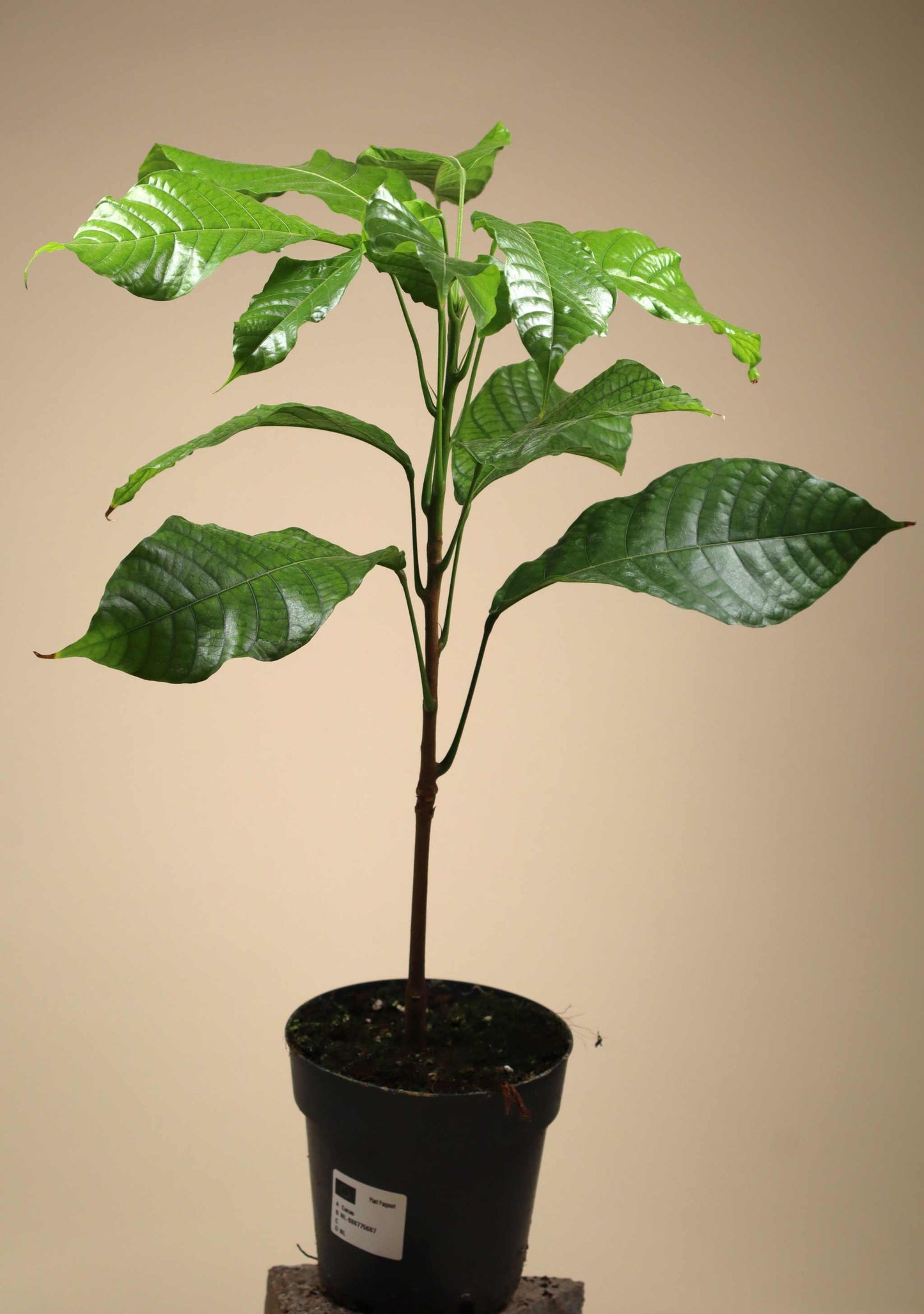 Kakaoträd 'Theobroma cacao'