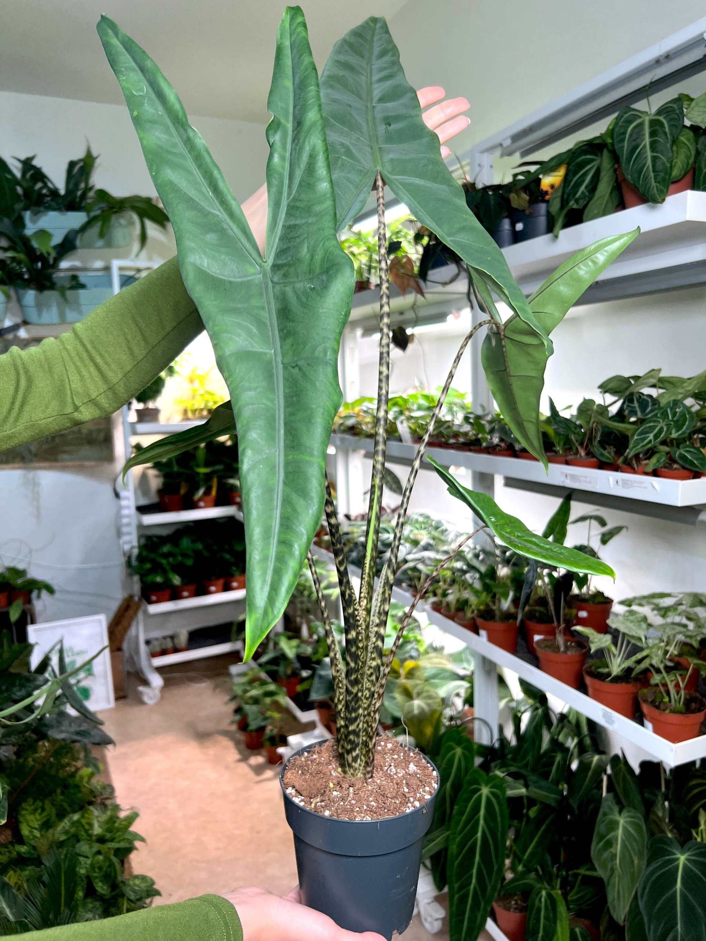 Alocasia zebrina 'Tigrina Superba'