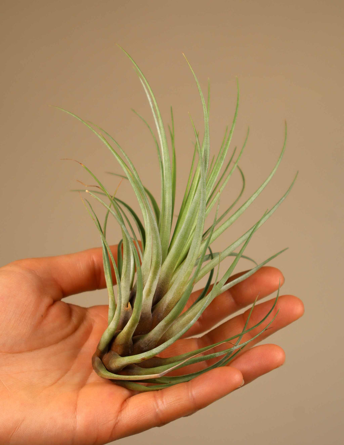 Tillandsia tricolor var. melanocrater