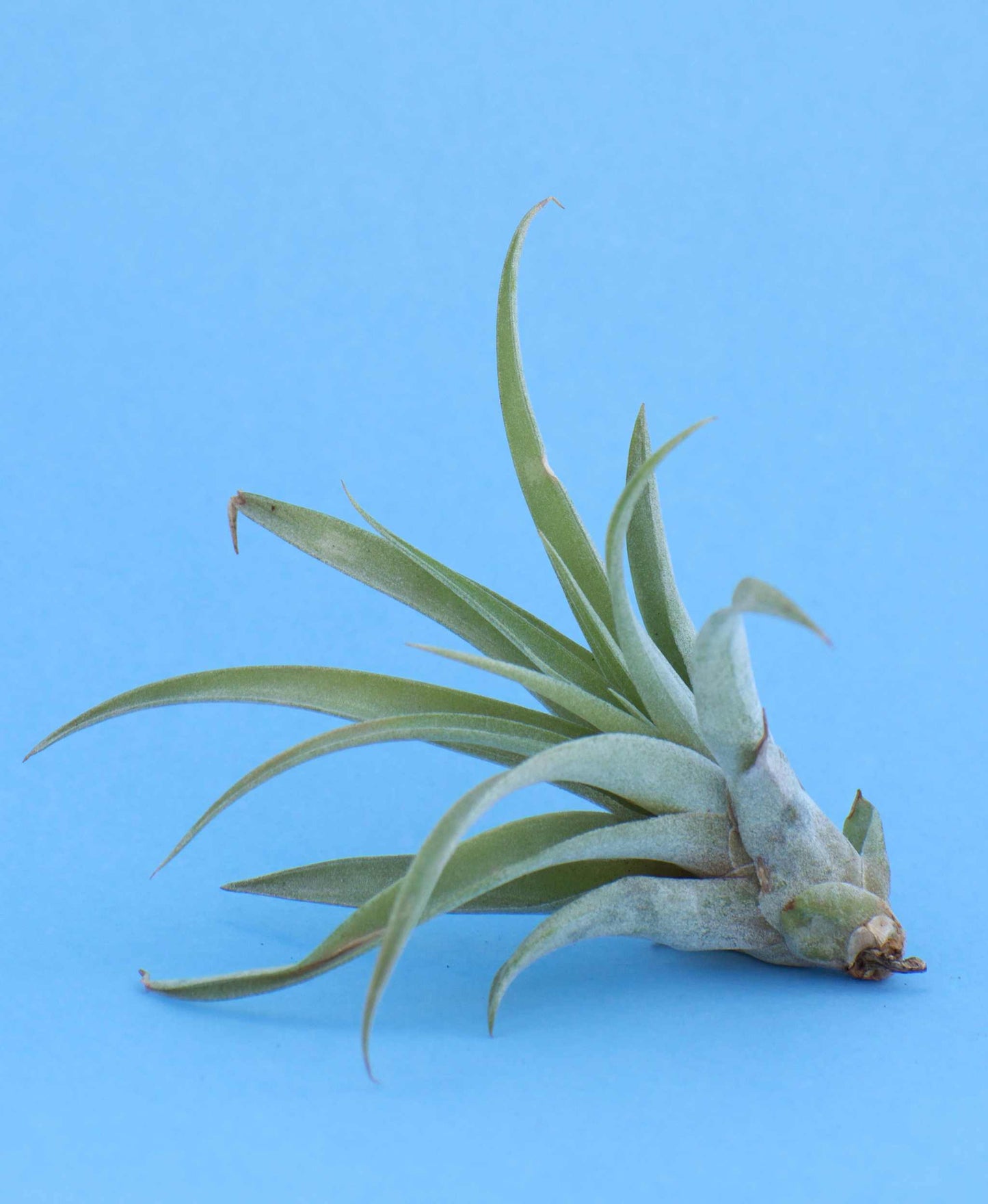 Tillandsia capitata