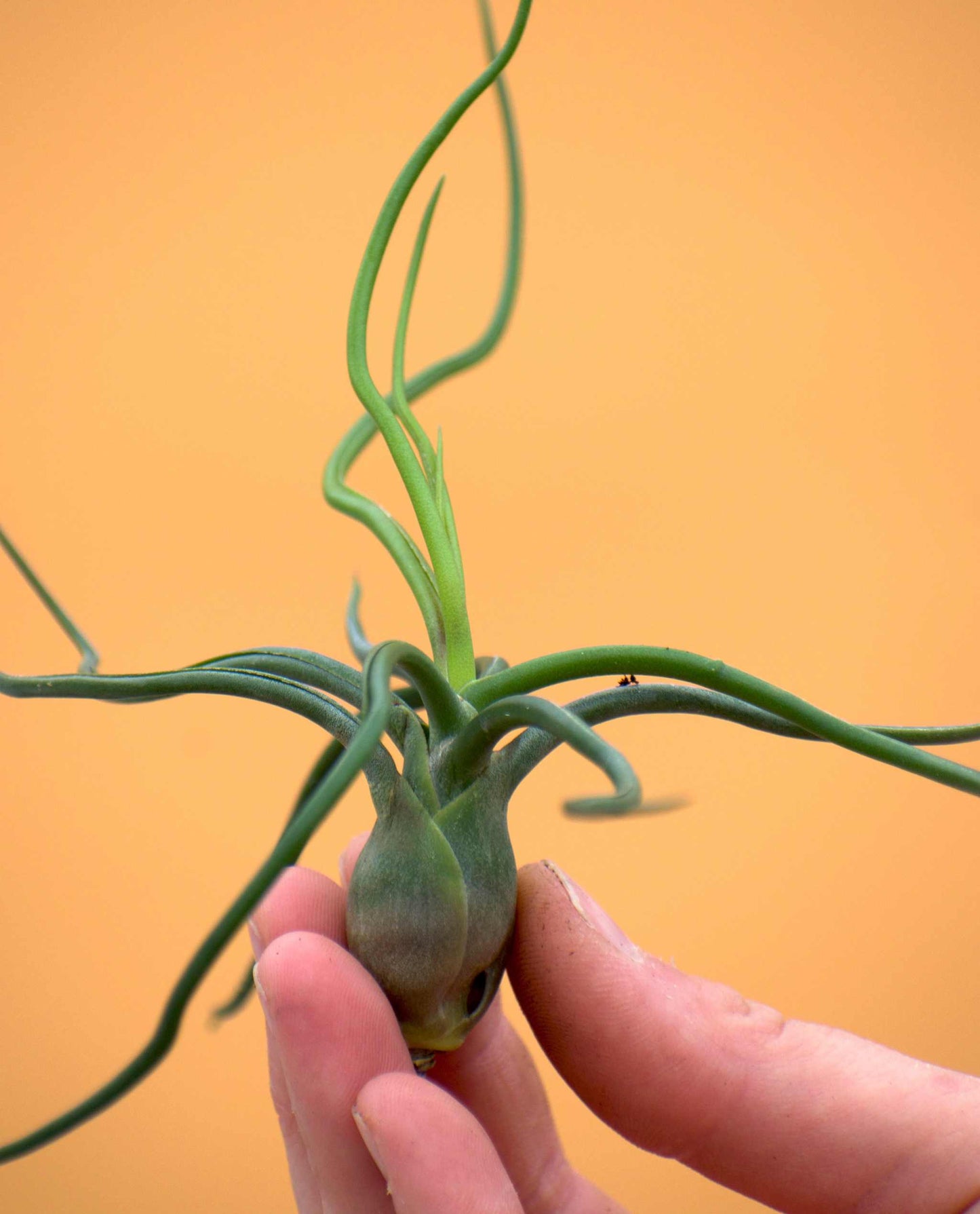 Tillandsia bulbosa