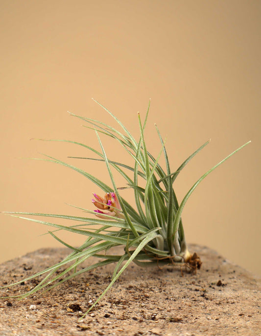 Tillandsia 'cotton candy'