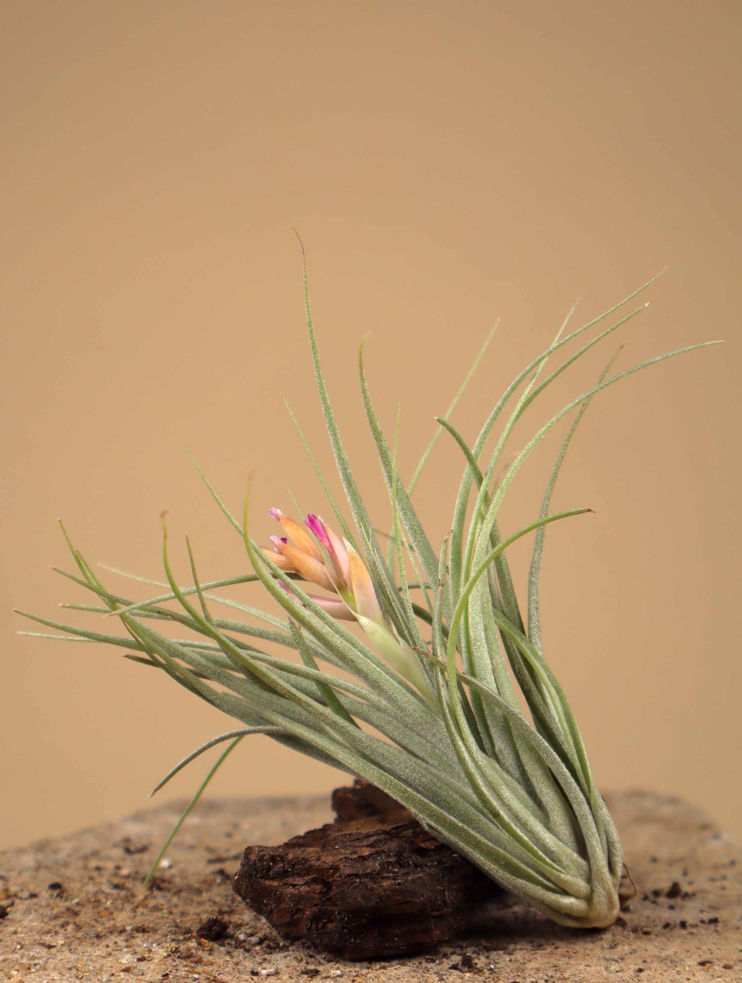 Tillandsia 'cotton candy'