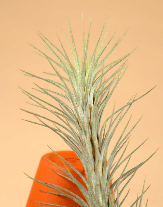 Tillandsia funckiana