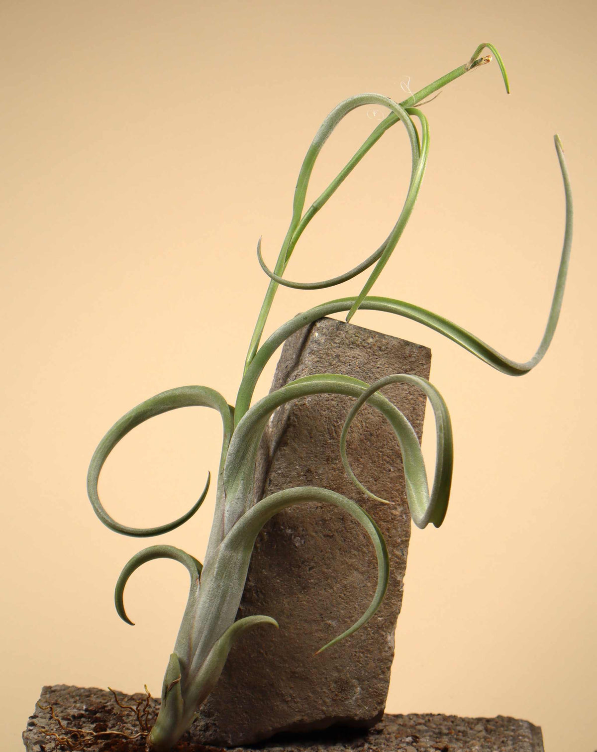 Tillandsia intermedia
