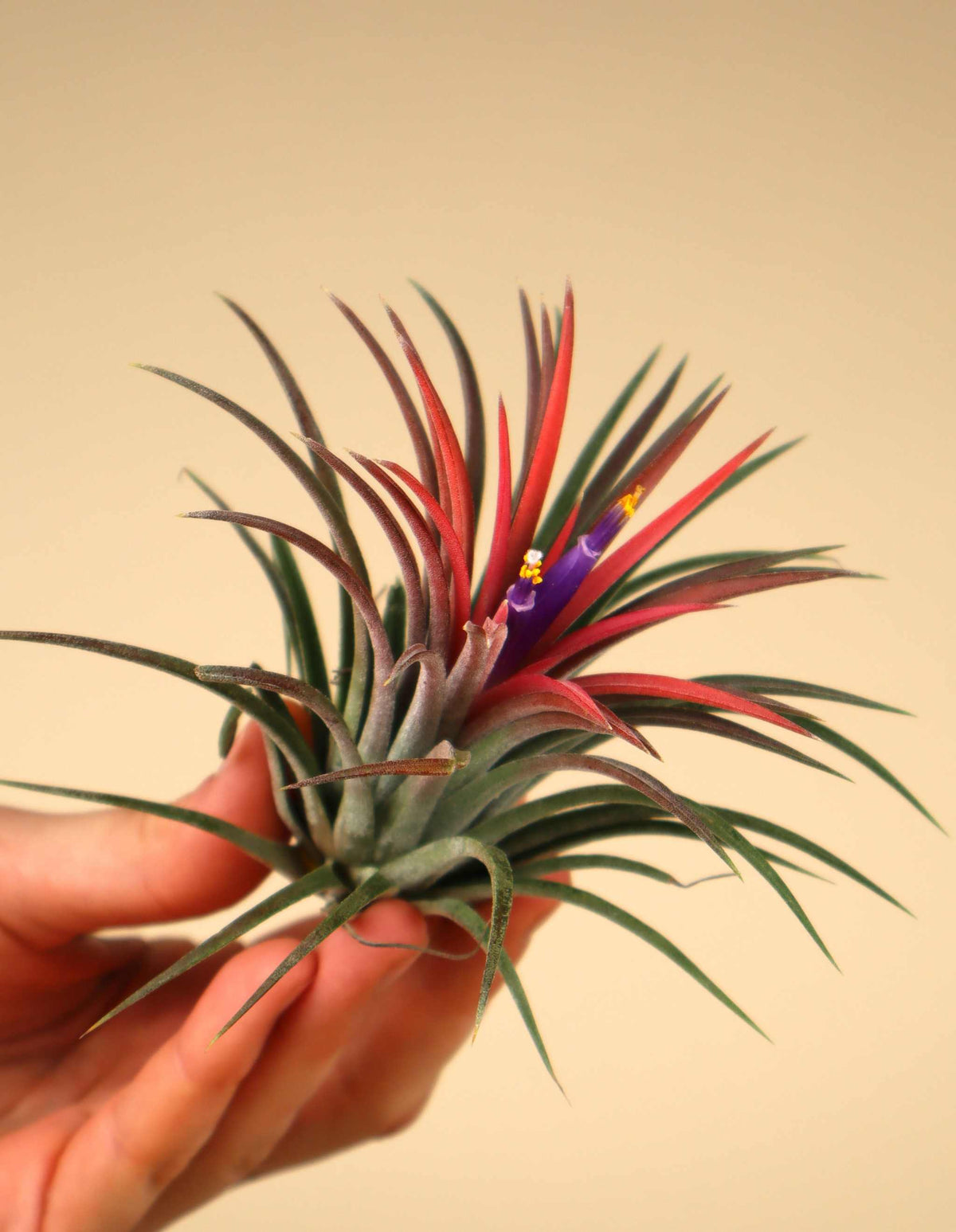 Tillandsia ionantha