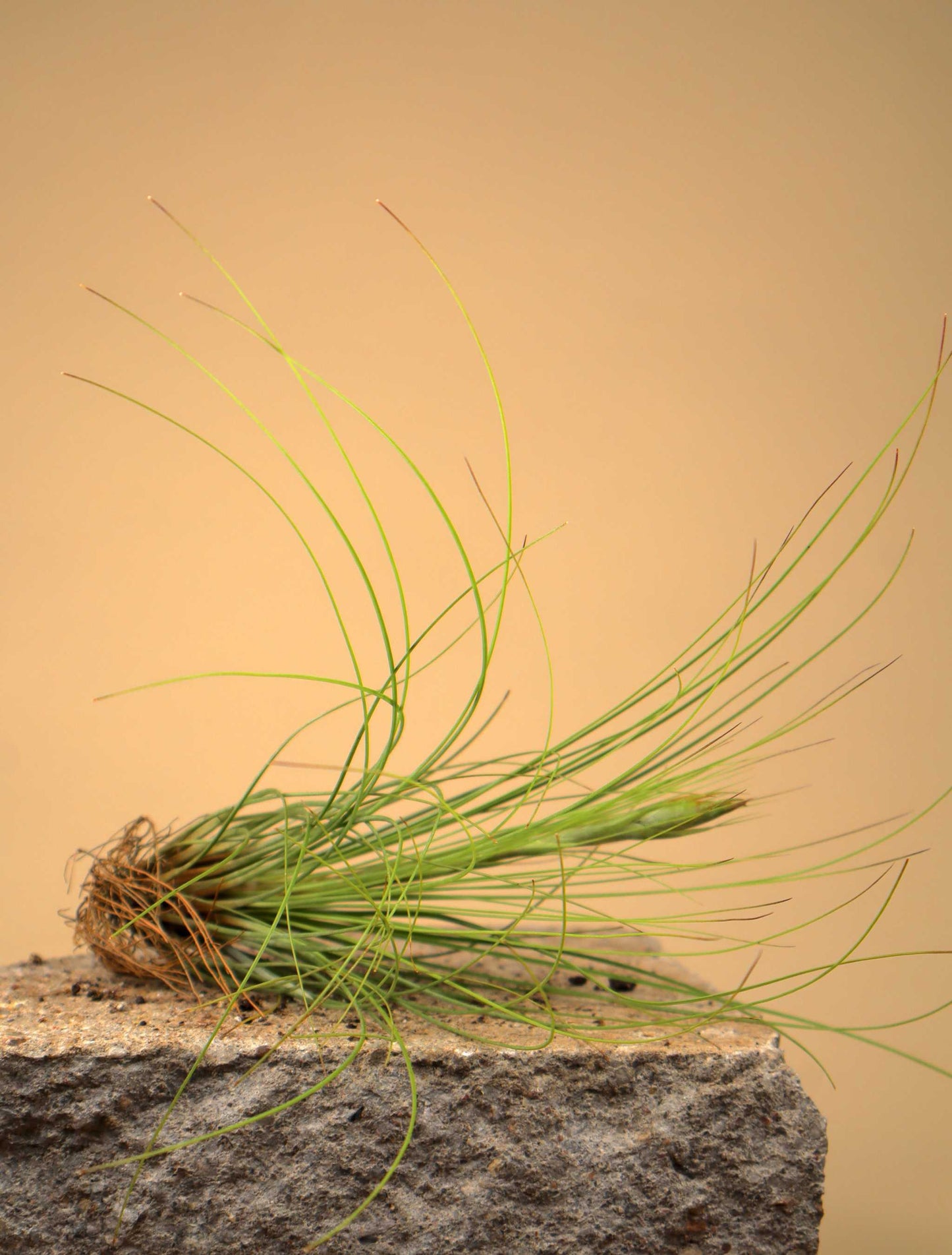 Tillandsia juncea
