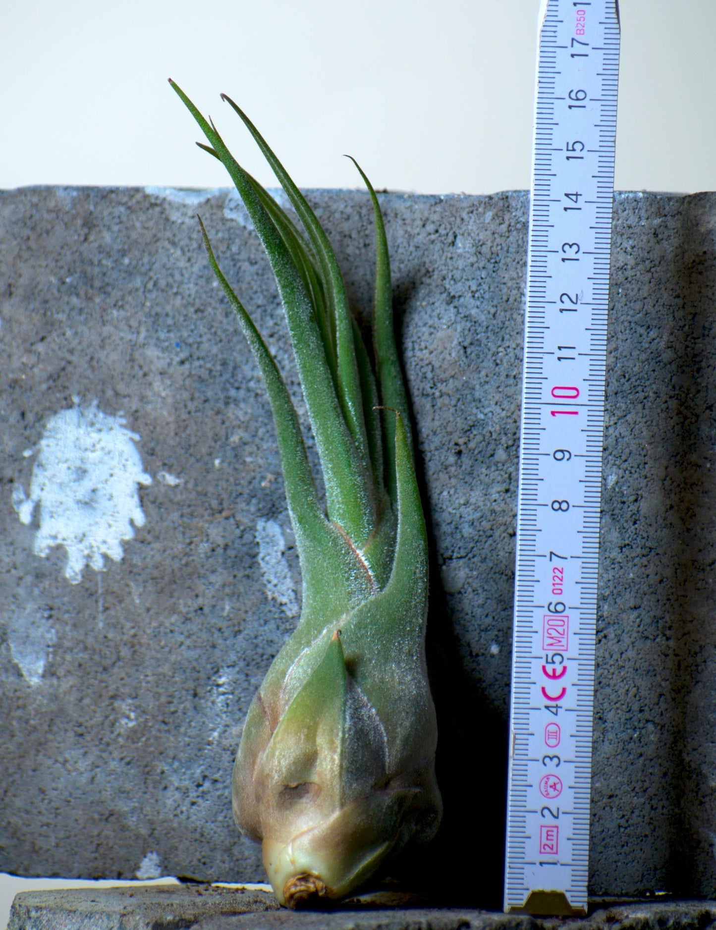 Tillandsia seleriana