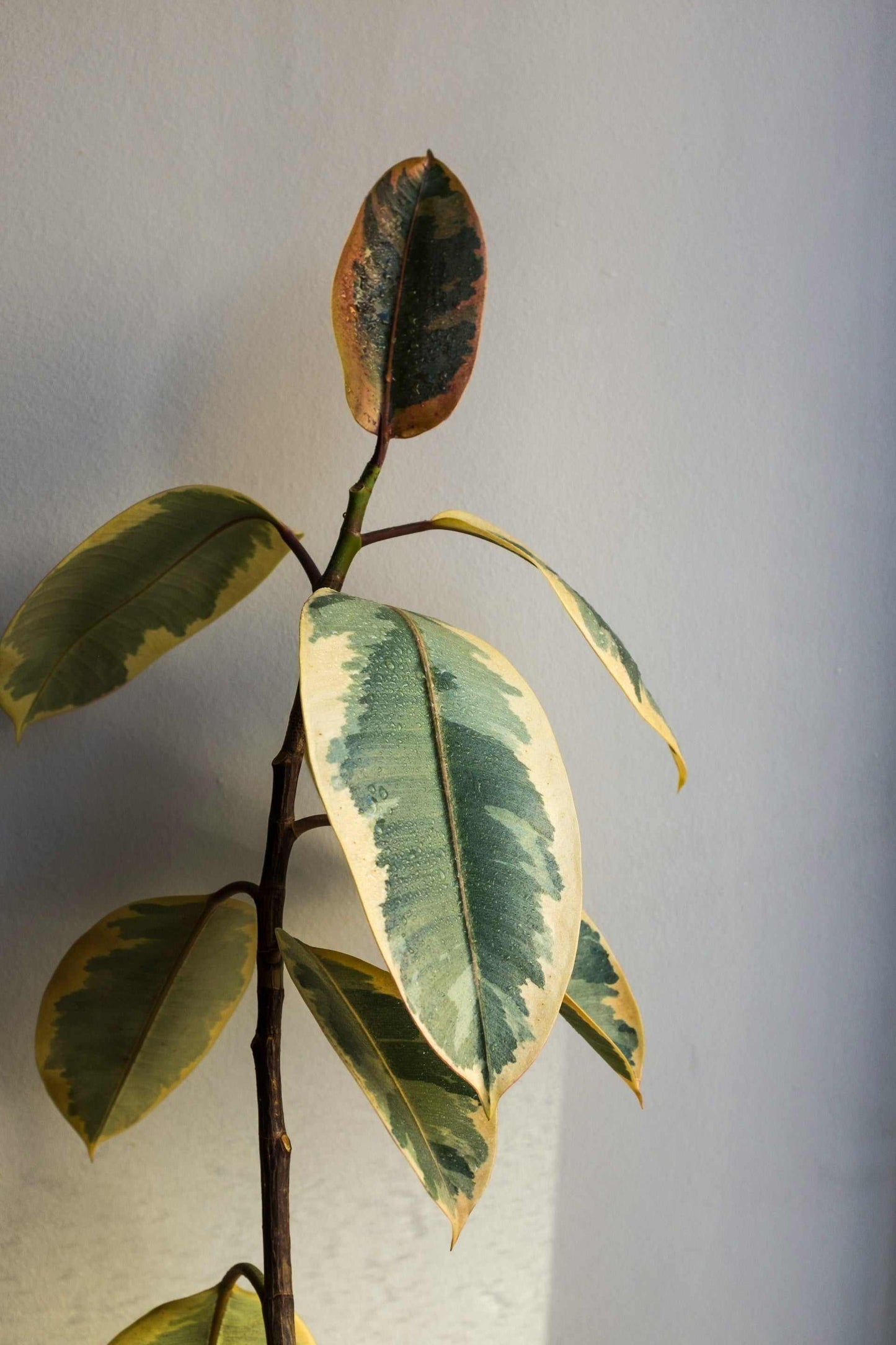 Ficus elastica "Tineke" | Rubber Plant