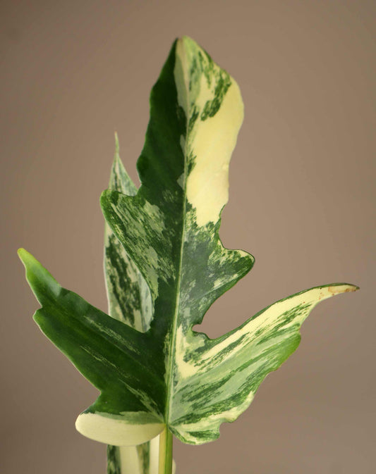 Philodendron 'Florida beauty x Tortum'