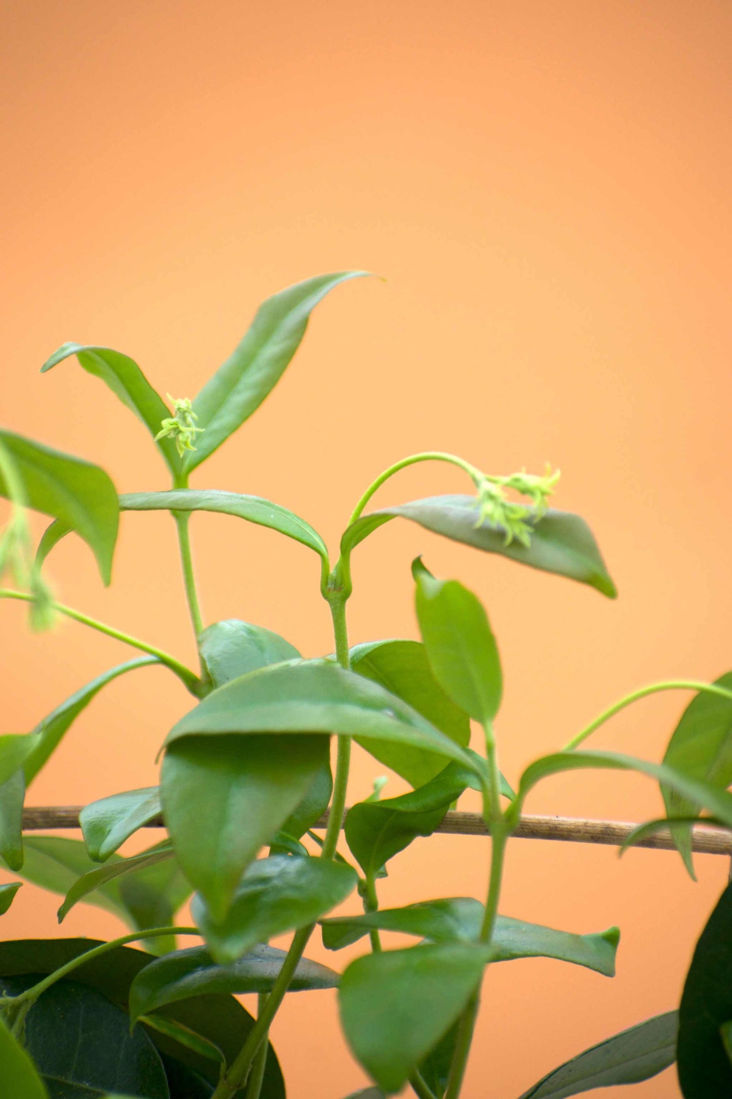 Stjarnjasmin
