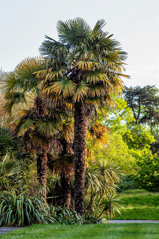 Trachycarpus fortunei
