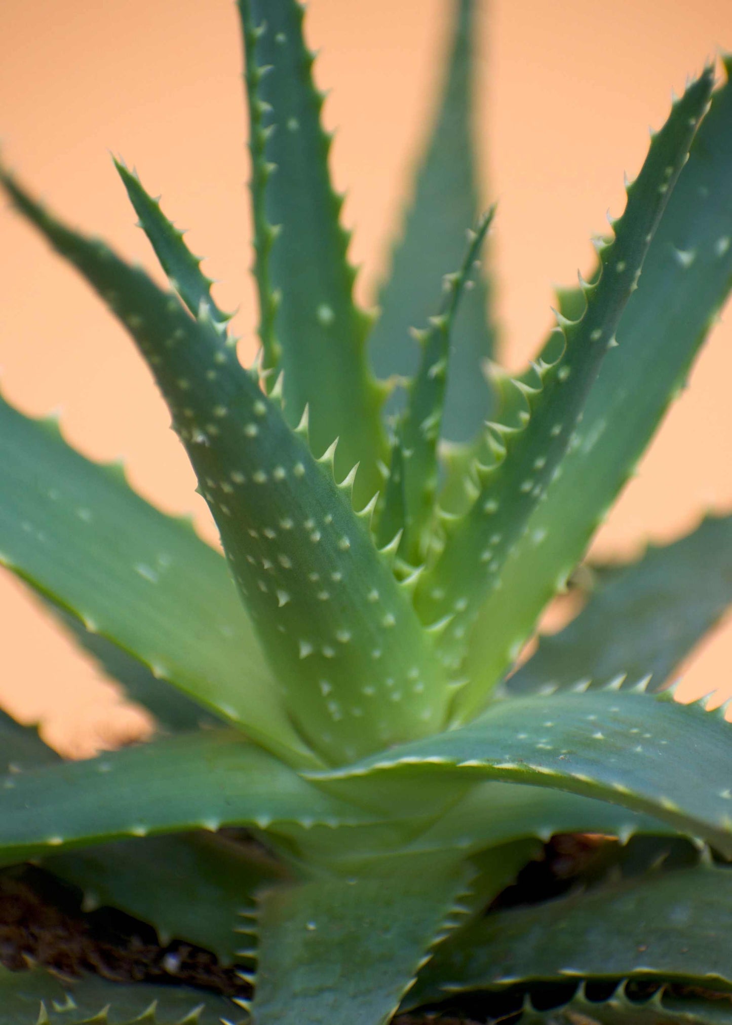 Trädaloe 'Aloe arborescens'