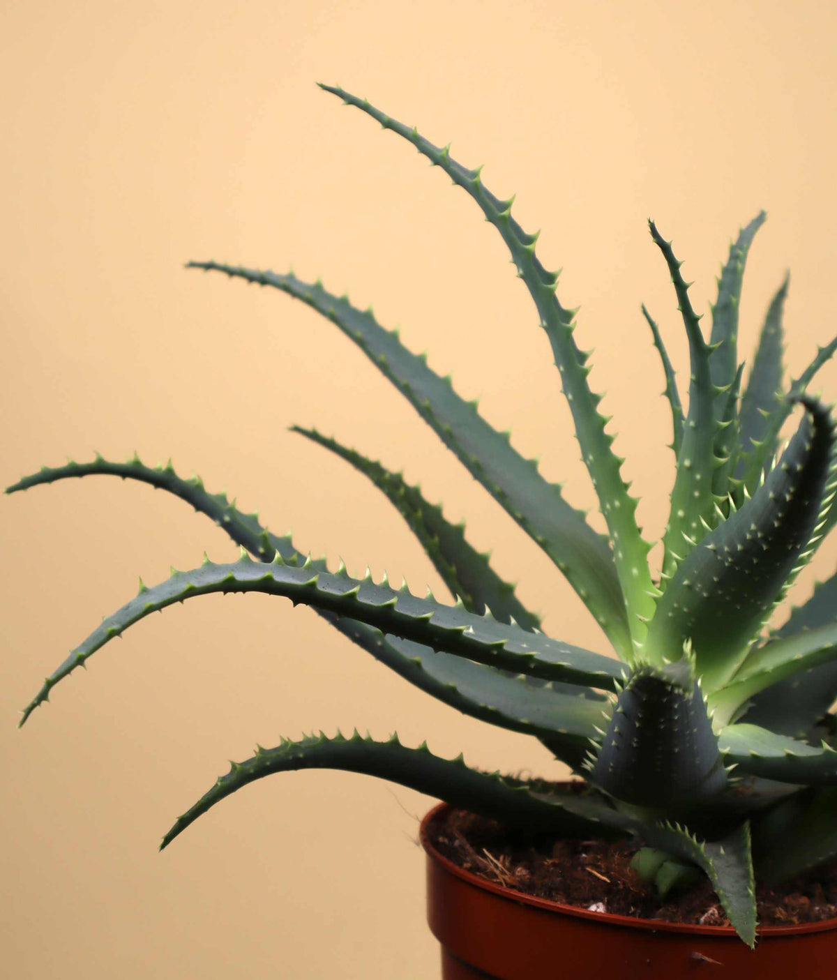 Baumaloe 'Aloe arborescens'