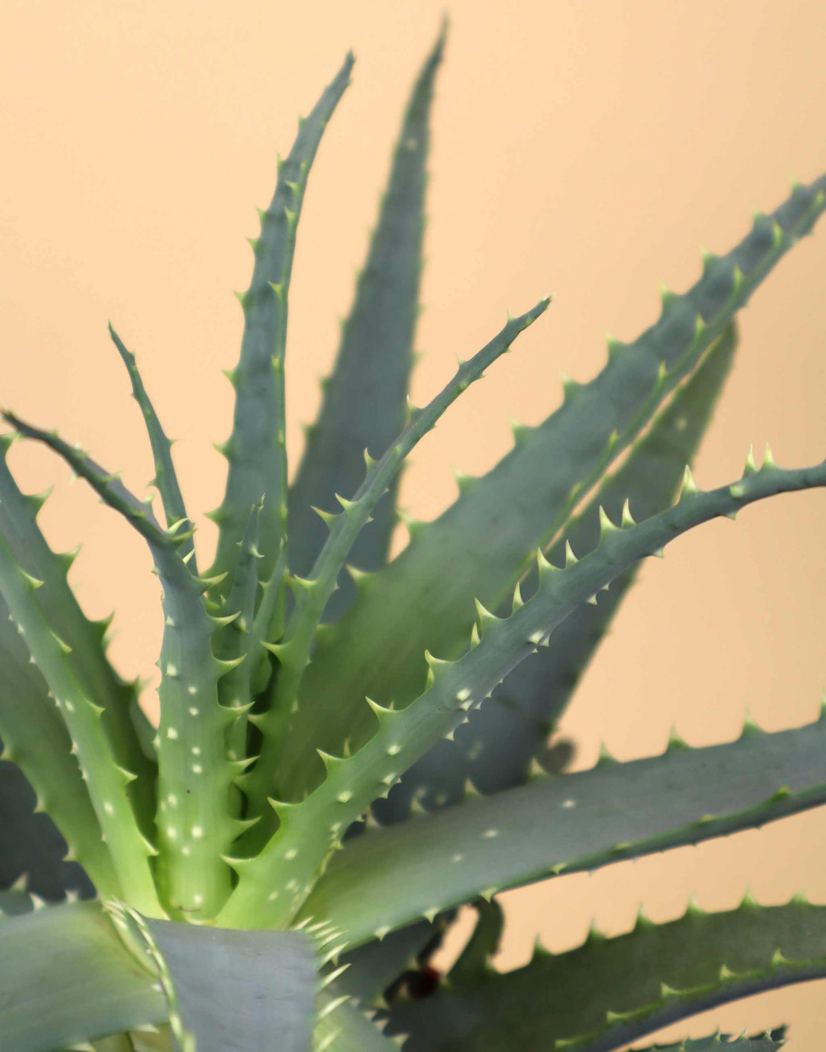 Baumaloe 'Aloe arborescens'
