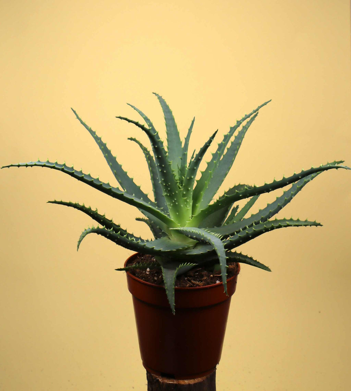Baumaloe 'Aloe arborescens'