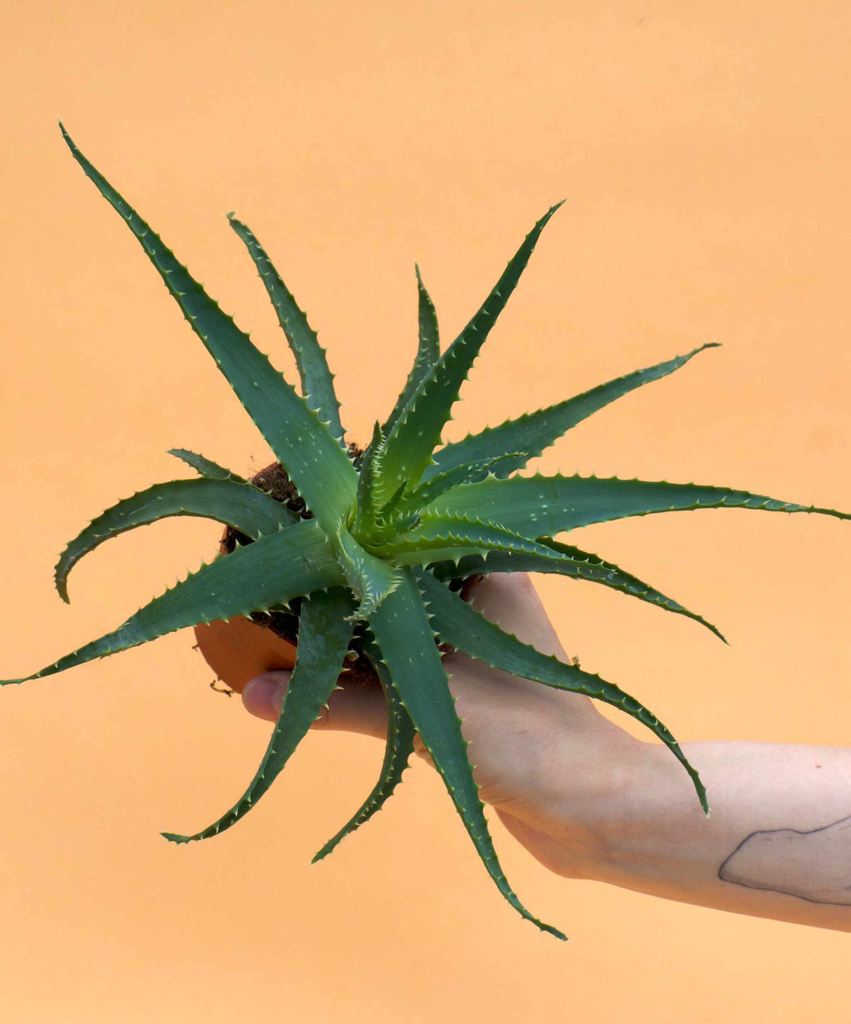 Trädaloe 'Aloe arborescens'