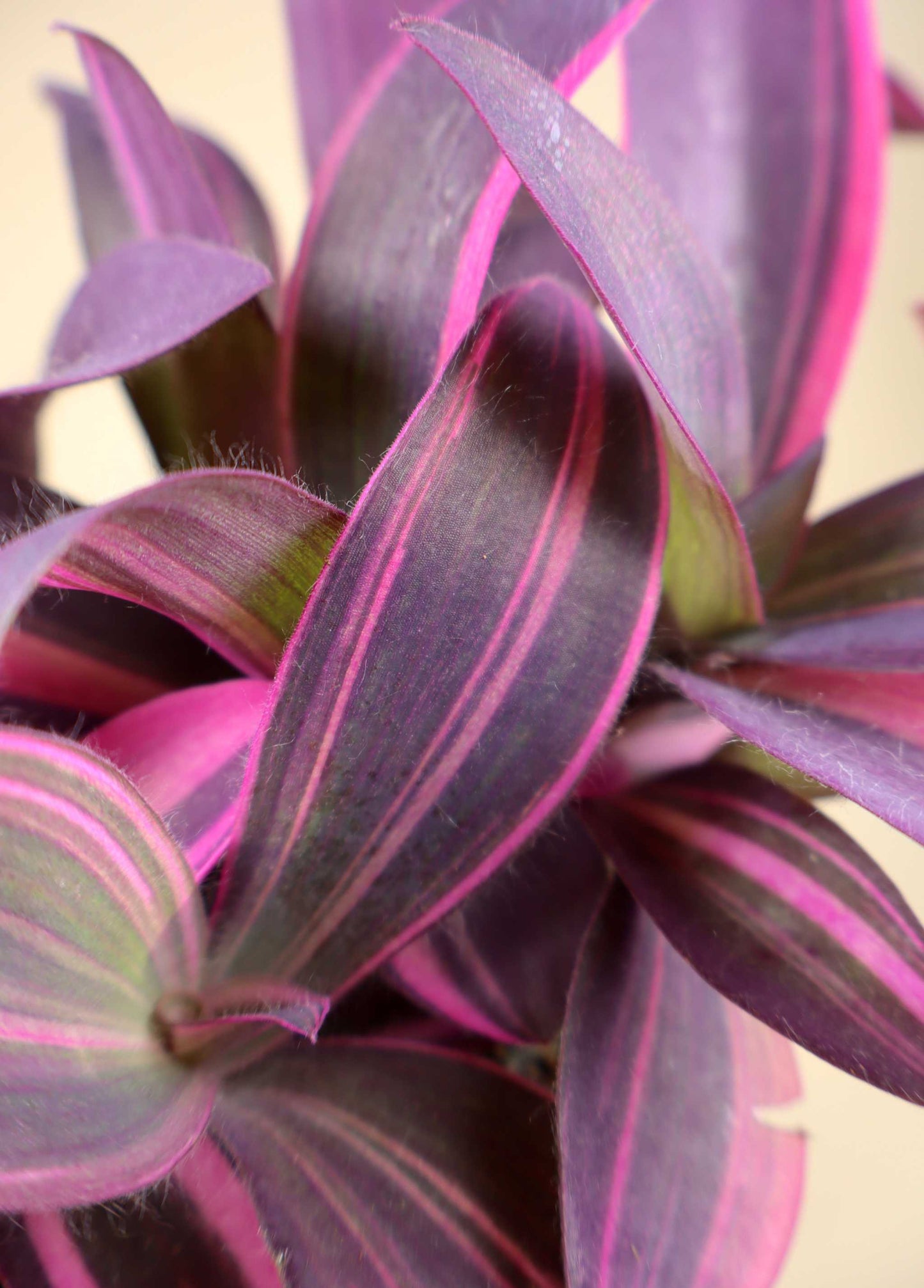 Tradescantia pallida 'Pink Stripe'