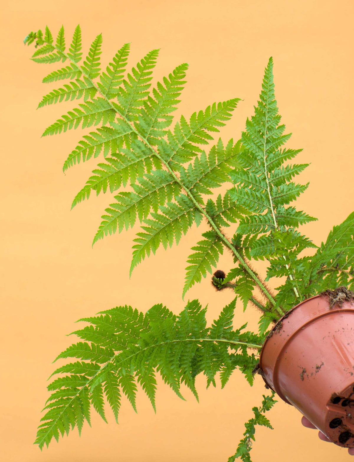 Cyathea cooperi | Trädormbunke