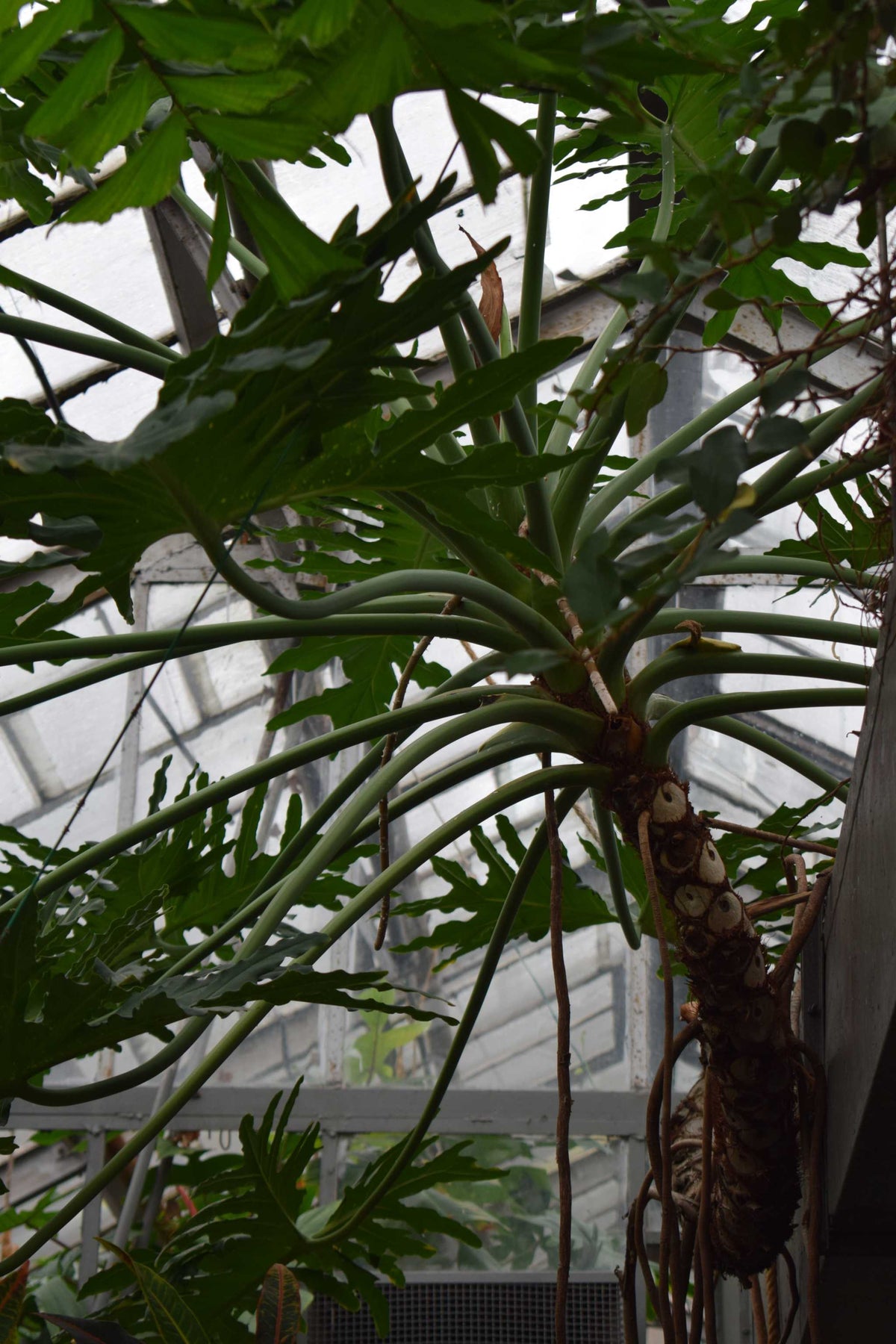 Philodendron bipinnatifidum