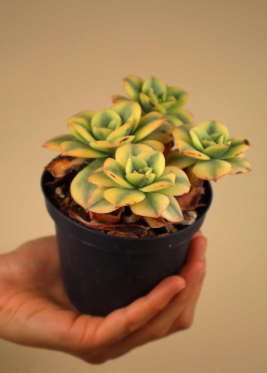 Aeonium 'florescens' | Trädtaklök