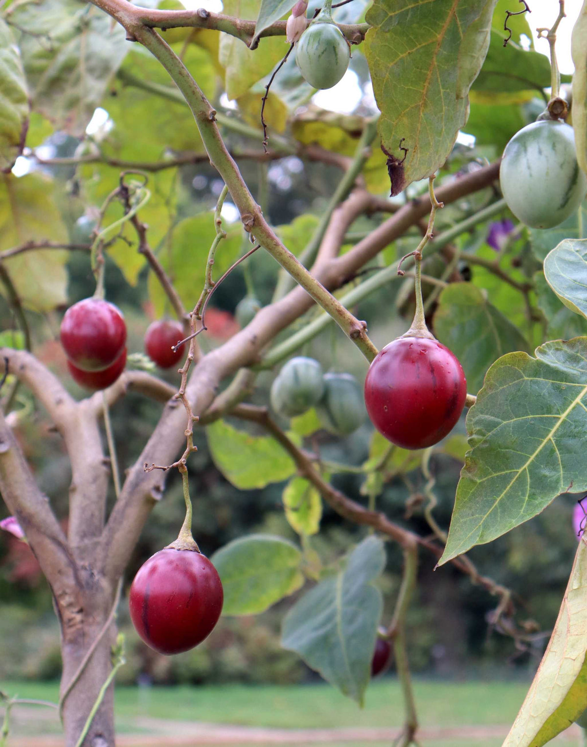 Tamarillo 'Solanum betaceum' ätbar