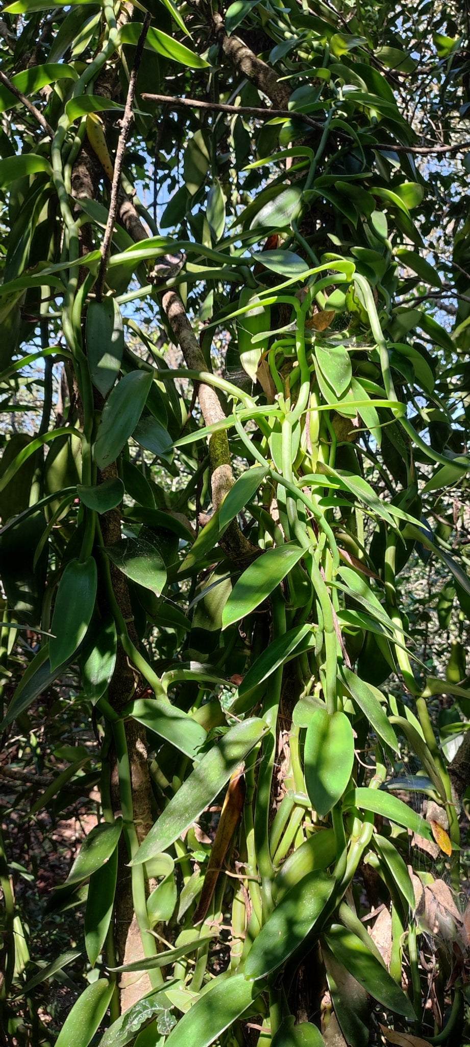 Vanilla pompona | västindisk vanilj