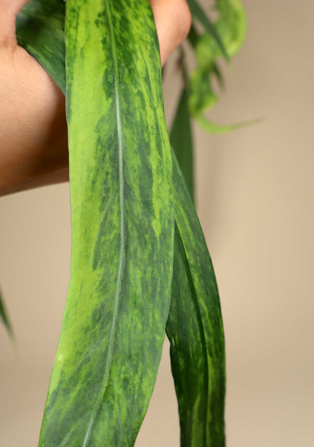 Anthurium vittariifolium variegata