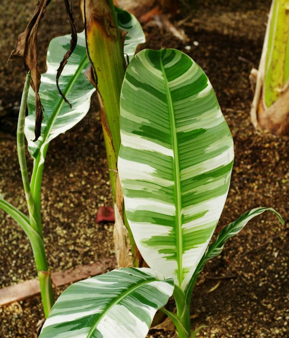 musa florida