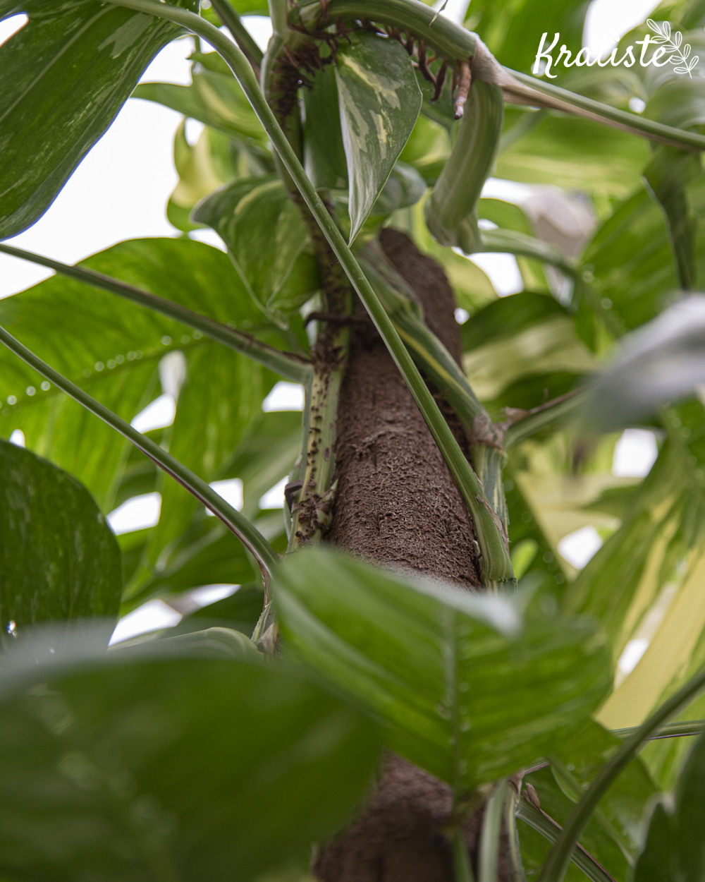 Växtstöd gjort i komposterbart material - kratiste