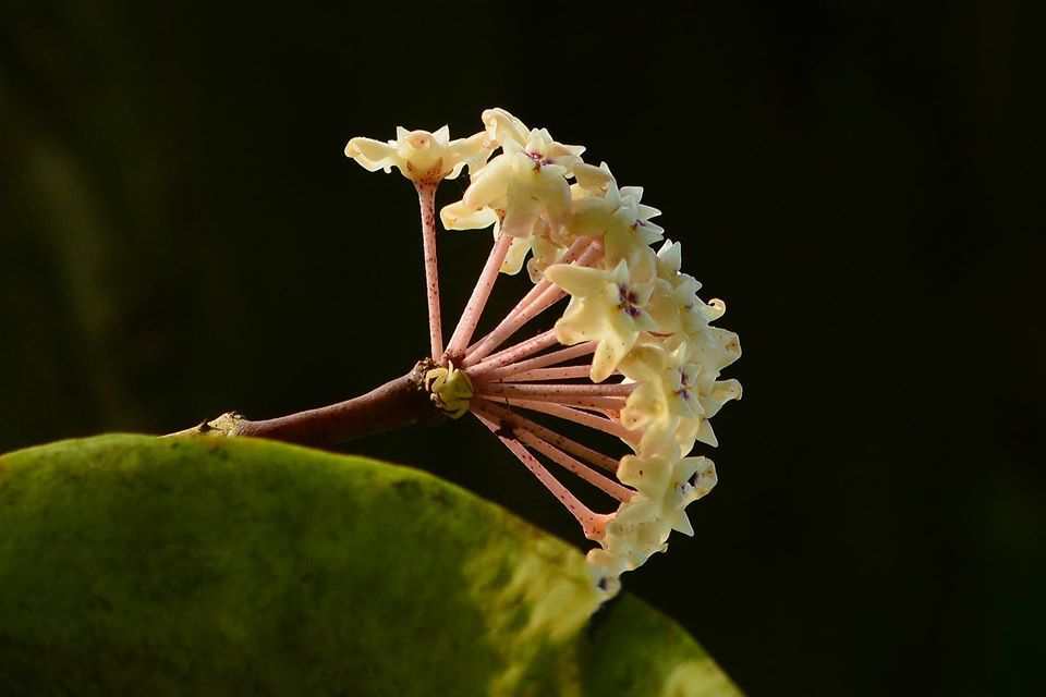 Hoya verticillata var. verticillatay