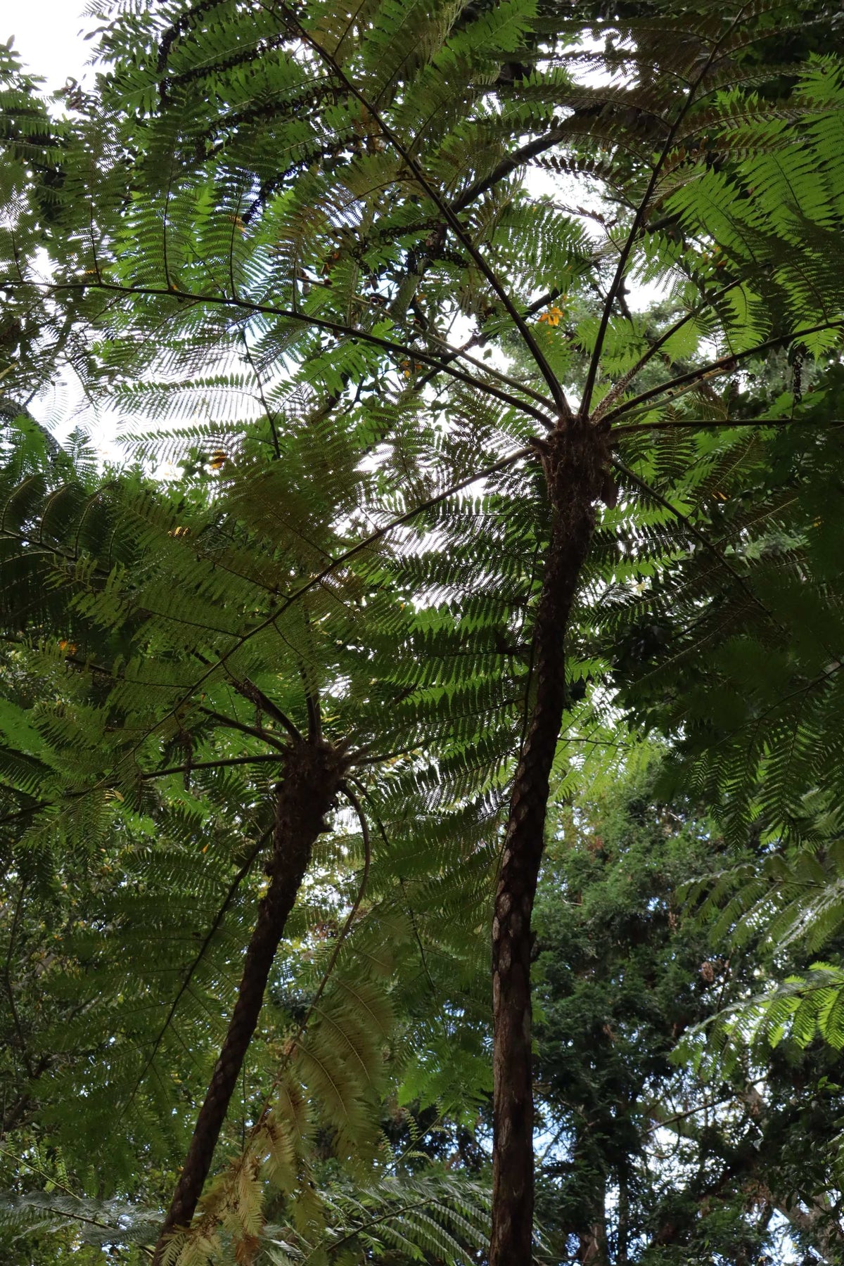Cyathea cooperi | Trädormbunke