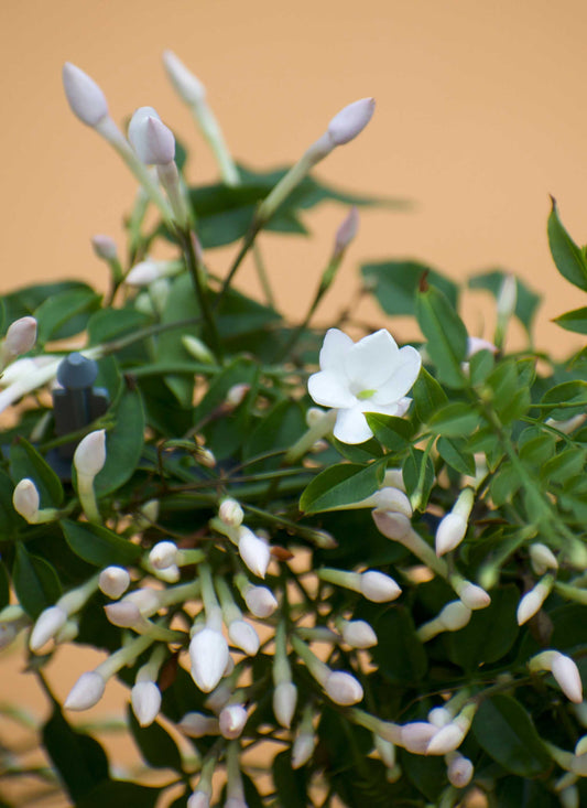 Vippjasmin 'Jasminum polyanthum'
