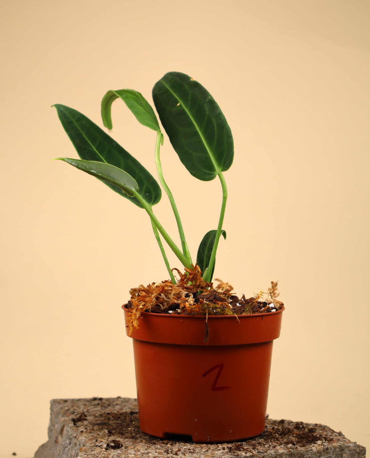 Anthurium warocqueanum